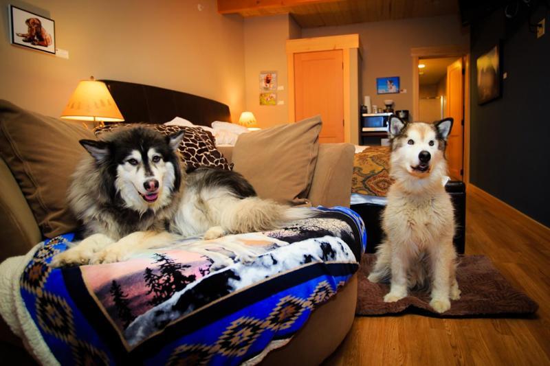 Pet Friendly Room # 2