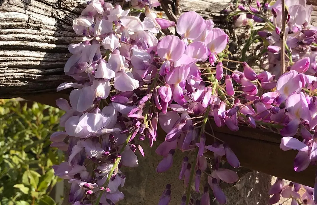 Antichi Casali-1