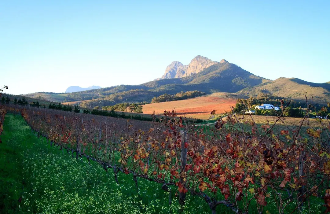 Marianne Wine Estate-1