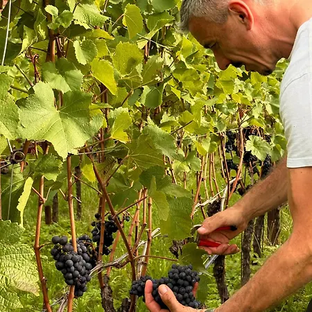 Hotel Landgasthof Weingut Seeperle-3