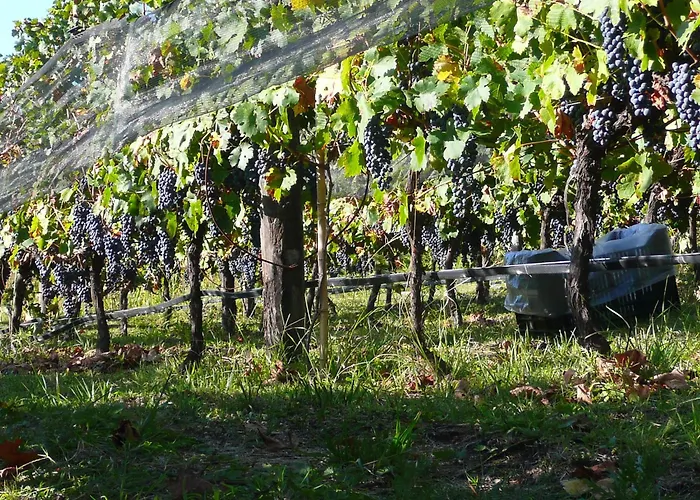 LAS JARILLAS Hostería&Bodega San Javier 